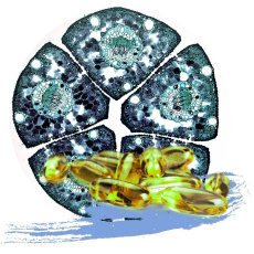 ALIVE PRO ZDRAVÍ A REGENERACI